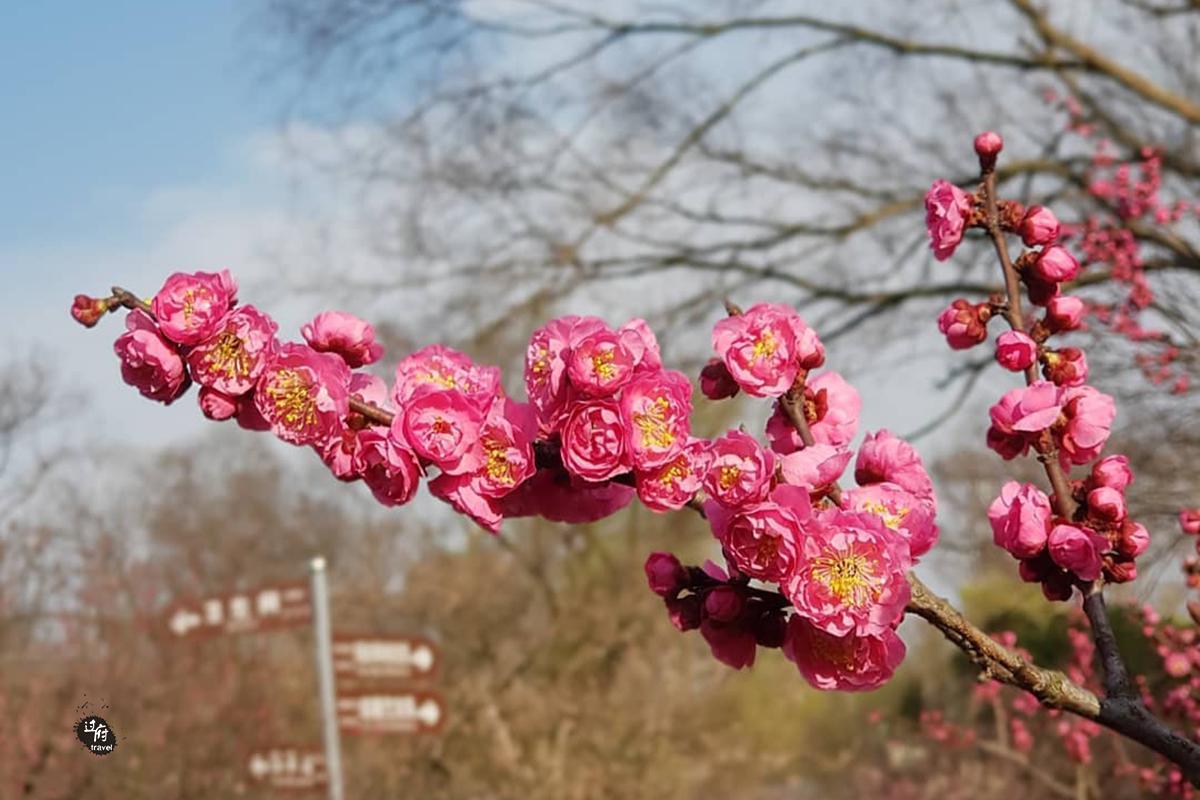 三浦梅園是什么意思？日语三浦梅園的中文翻译及用法