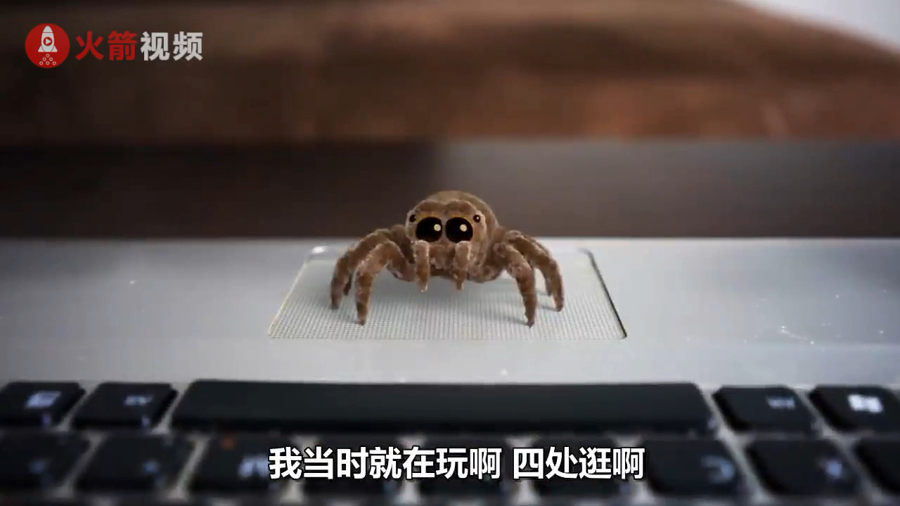 小蜘蛛卢卡斯的父亲来了!