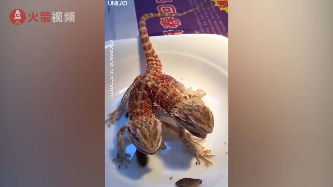 双头变色龙了解一下!看着还是挺带感的