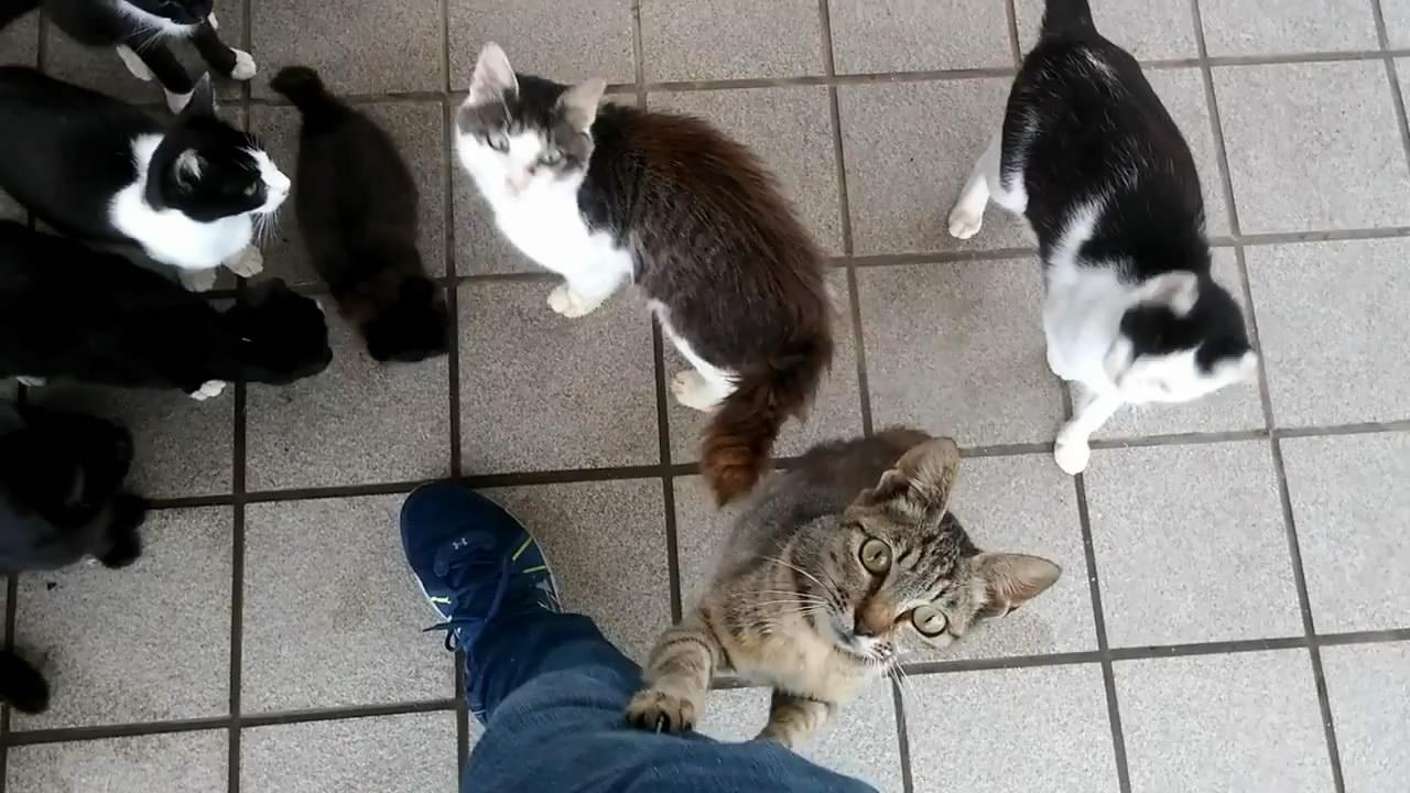 一名路人被一群流浪猫团团围住,猫:打劫,交出小鱼干