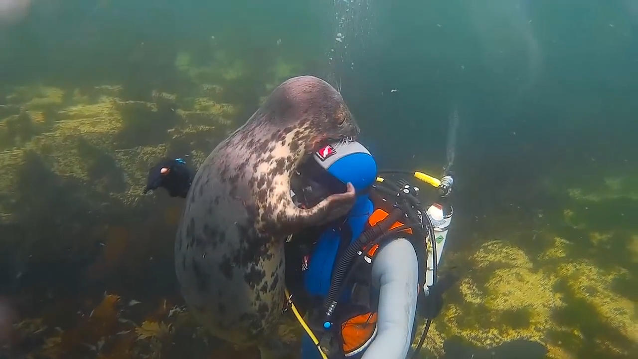 潜水被海豹纠缠,又搂又亲,差一点献身,海豹:别走,我爱你