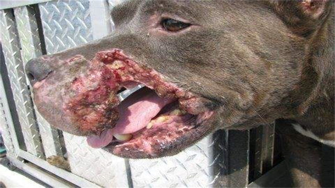 世界上最可怕的狗图片图片