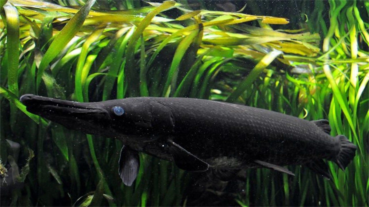 世界上最"毒"的鱼:一条就能破坏生态平衡,在地球存活了1亿年