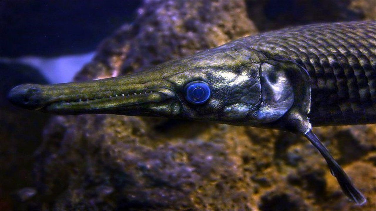 世界上最"毒"的鱼:一条就能破坏生态平衡,在地球存活了1亿年