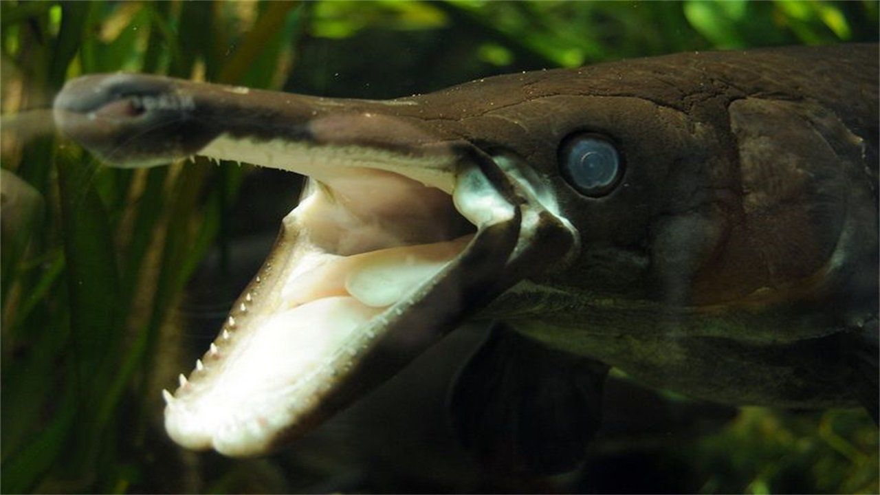 世界上最"毒"的鱼:一条就能破坏生态平衡,在地球存活了1亿年