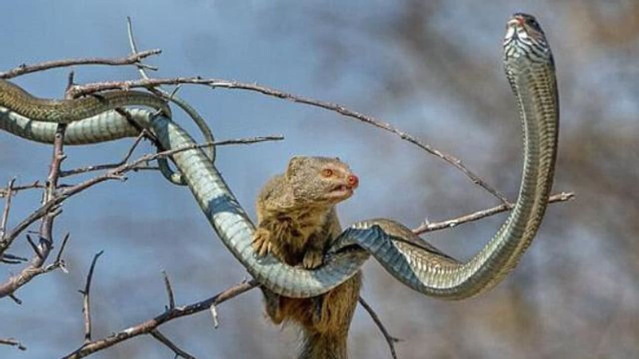 这种动物是蛇的天敌,眼镜蛇见了都要绕道而行,是天生的捕蛇员