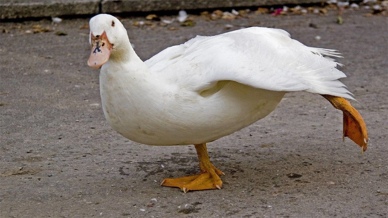 了解后我再也不敢买了