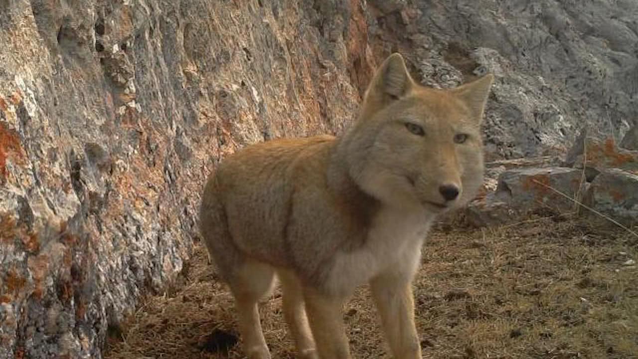 一种高原狐狸因为长相魔性成了网红网友天然的表情包