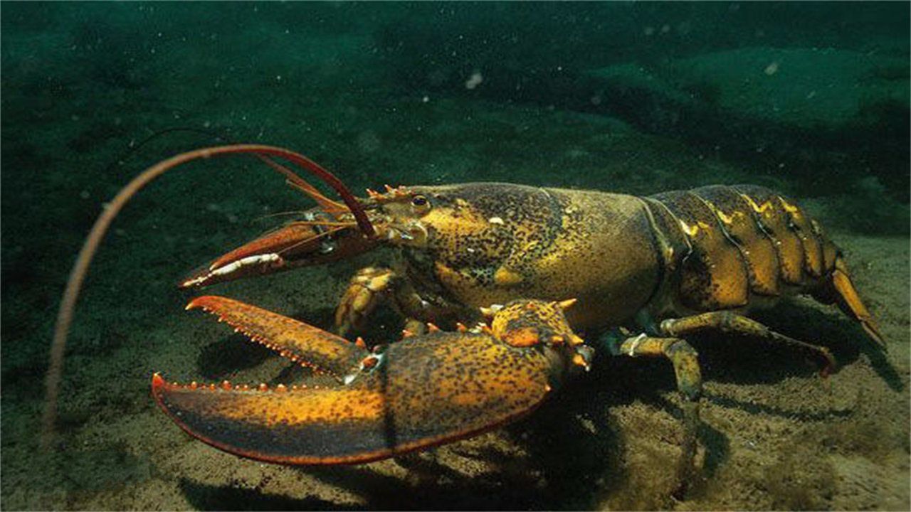 世界上最大的龙虾王:1米多长,重20公斤,能存活100年!