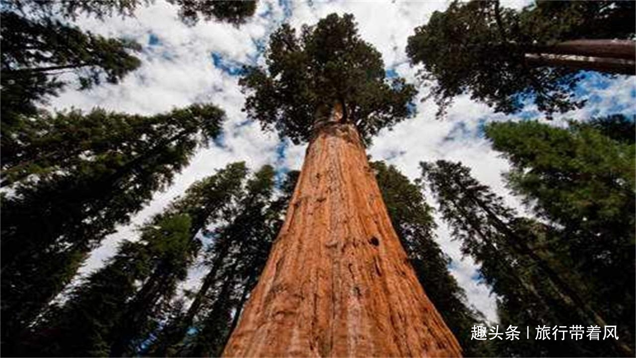 世界最长寿的两棵树:其中一棵接近万年寿命,另一棵就在我们中国