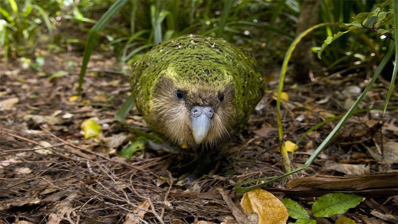 世界上最"笨"的鸟:有翅膀竟不会飞,还能活到60多岁!