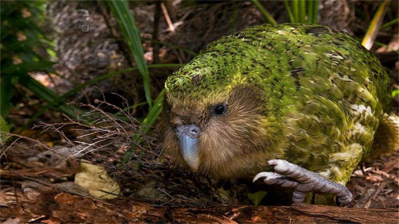 世界上最"笨"的鸟:有翅膀竟不会飞,还能活到60多岁!