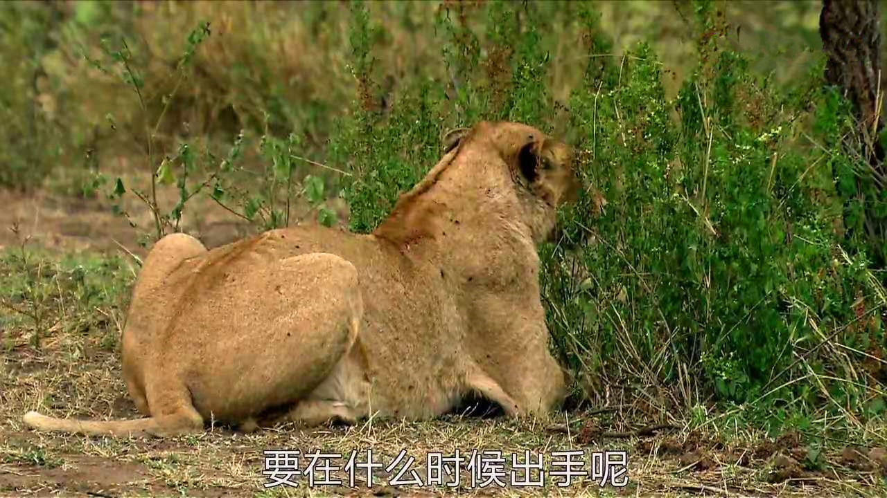 为了捕猎埋伏了5小时,鹧鸪却在一旁发出警告,狮子气得闭上了眼