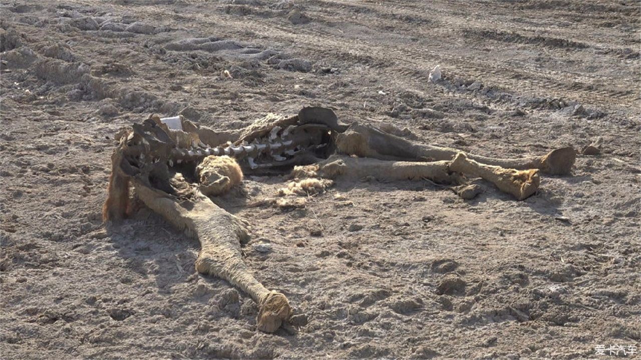 据说无人区自驾游,夜里不能住在车内,驴友分析了原因!