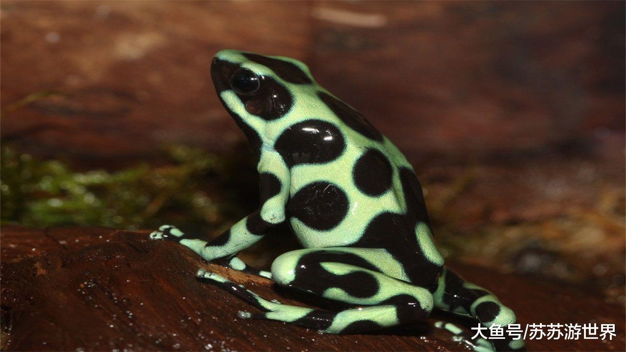 世界上最毒青蛙: 一只能毒死10个成年人, 拥有迷惑人的绚丽外表