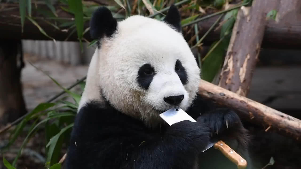 大熊猫玩菜刀吓傻游客,还用嘴巴舔刀刃,真相让人气愤
