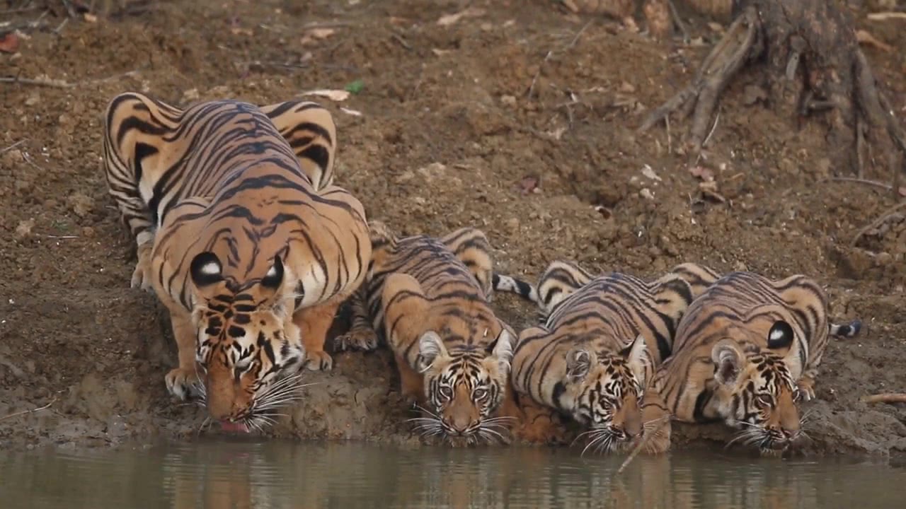 爪哇虎图片 新浪网