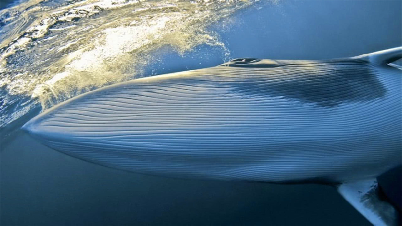 假如被鲸鱼吞进肚子会怎样外国小伙亲身测试结局你可能不敢信