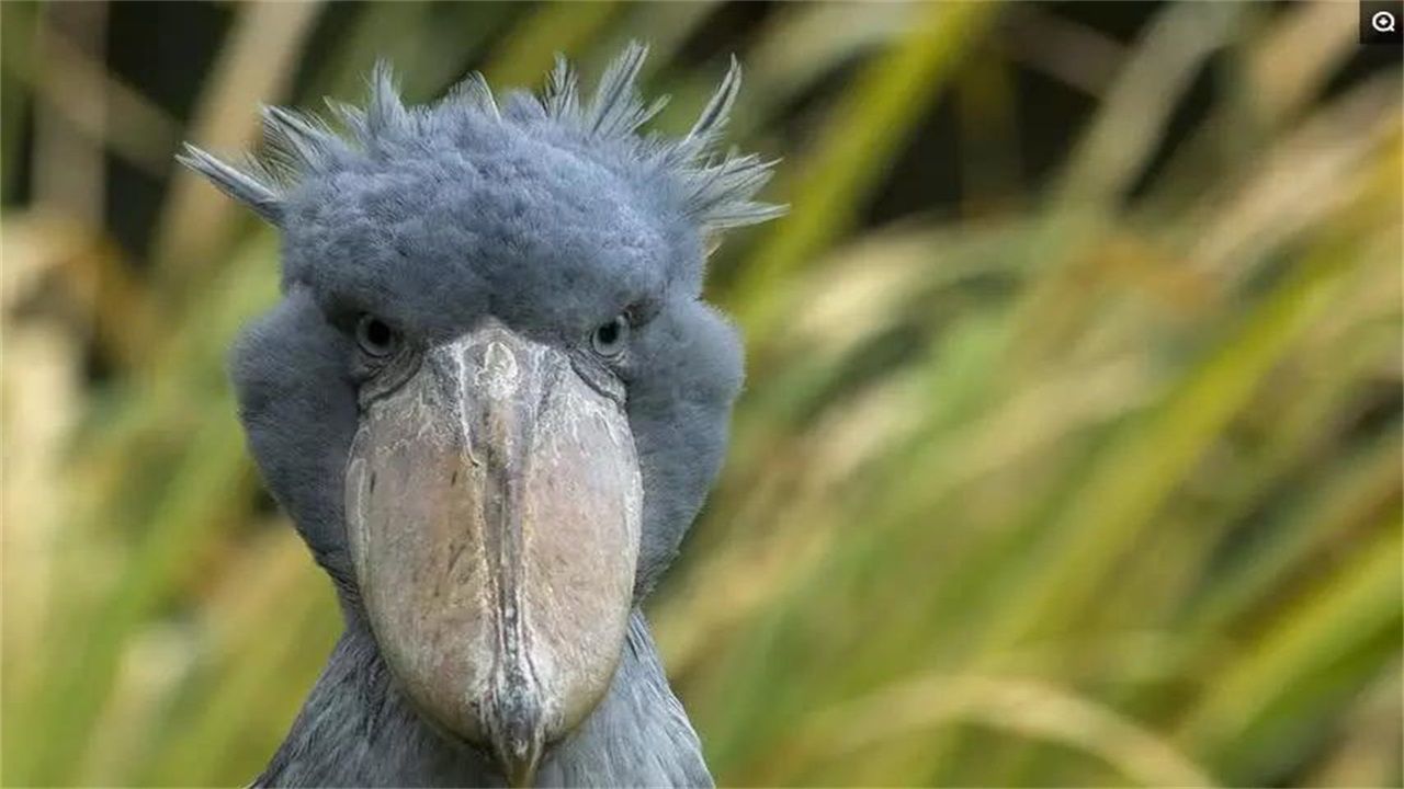 世界上头最大的鸟,以鳄鱼为食,为什么对人类非常礼貌?