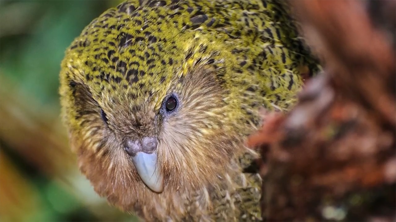 世界上最蠢的鸟!有脚不会跑有翅膀不会飞,长相却十分呆萌