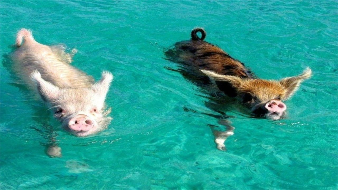 世界上最幸福的猪:独占一个小岛,生活就是游泳晒太阳!
