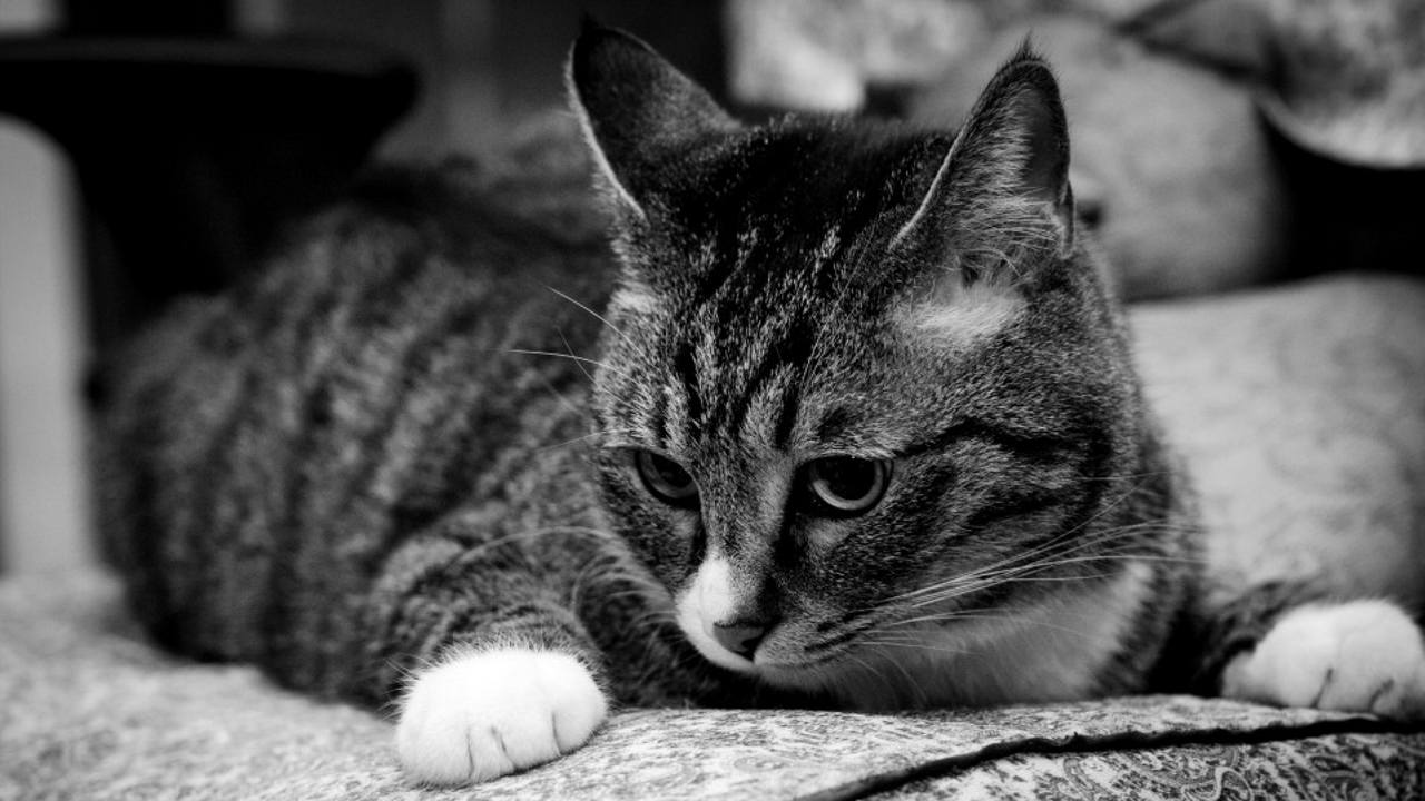 网友晒出自己养的纯种狸花猫,我看了眼,真是太帅了!