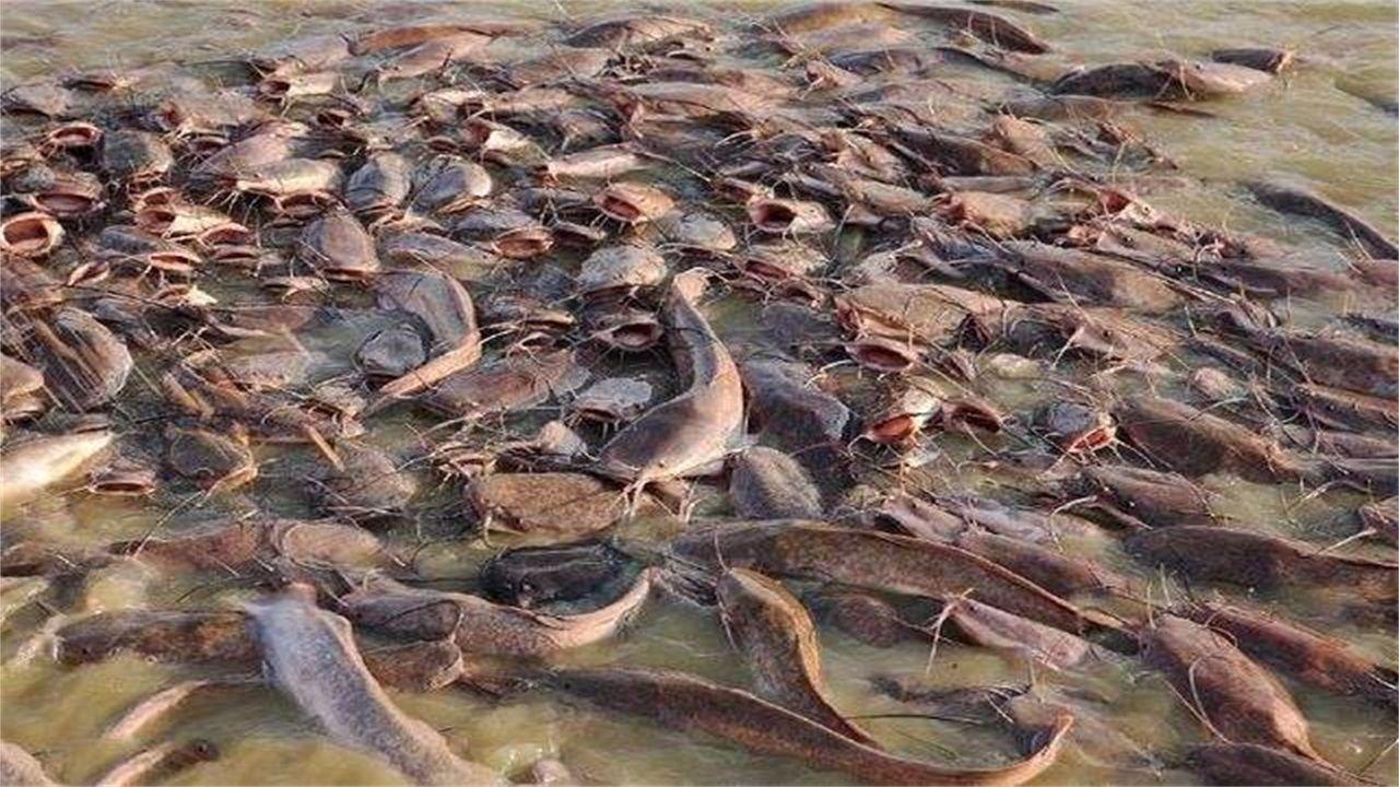 印度恒河鲶鱼泛滥为何没人敢吃还拜托别人带走