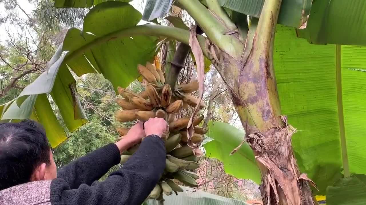 芭蕉精背地里搞偷袭,却让英叔一招消灭!
