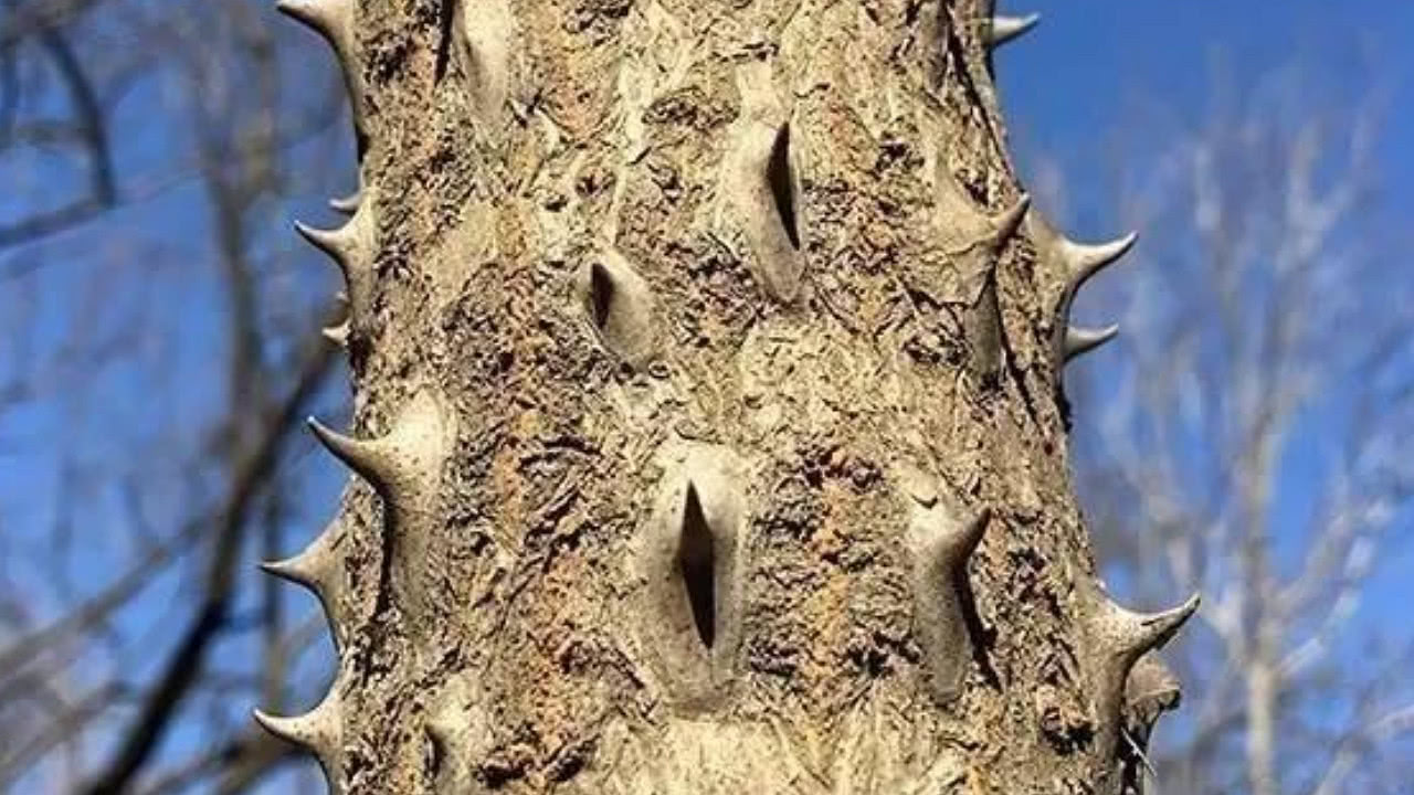 农村有一种"钉子树",树叶20元一斤,浑身是刺,你见过吗?