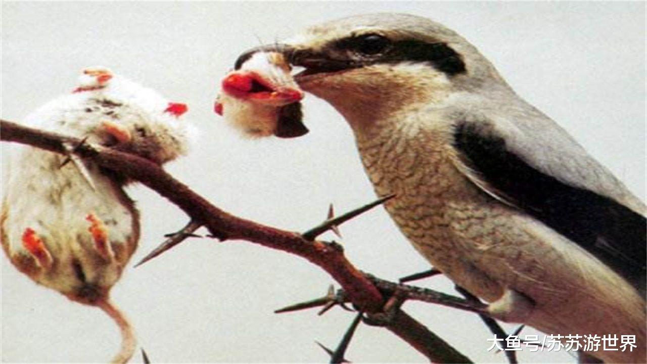 世界上最"凶"的小鸟:风干猎物尸体再吃,被称为"屠夫鸟"