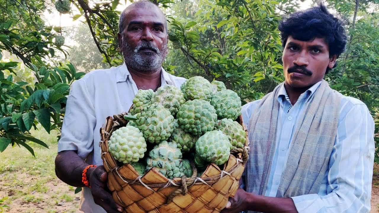 印度最甜的水果,含糖量高达20%,被誉为胖子的死敌!