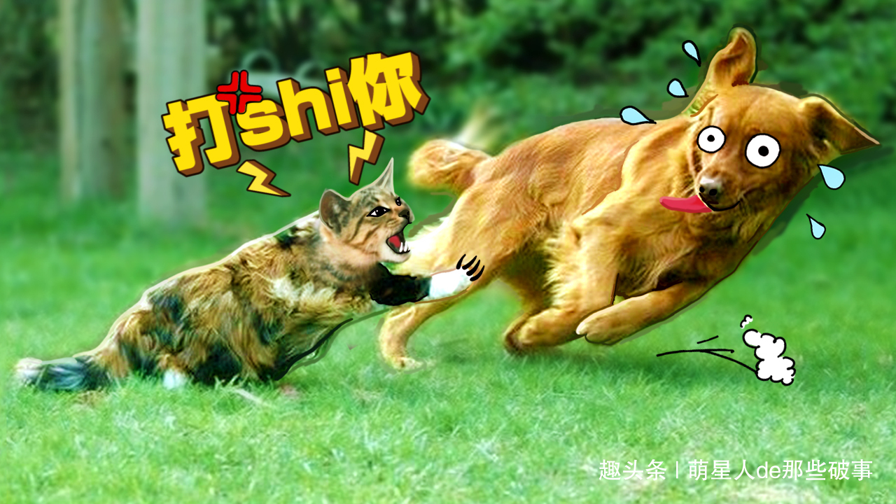 猫和狗天天打架,愁怀铲屎官,了解这4点原因后轻松解决!