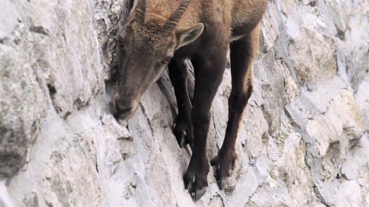 生活在5000米的悬崖上,不怕摔死吗|山羊|悬崖|悬崖峭壁_新浪新闻