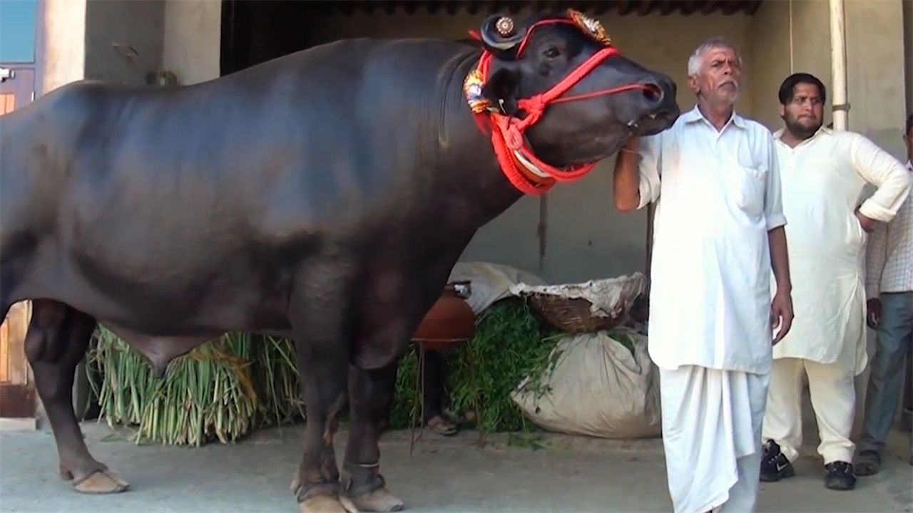 世界上最贵的牛,体重1.5吨身价2.4亿,每晚都要喝一瓶威士忌