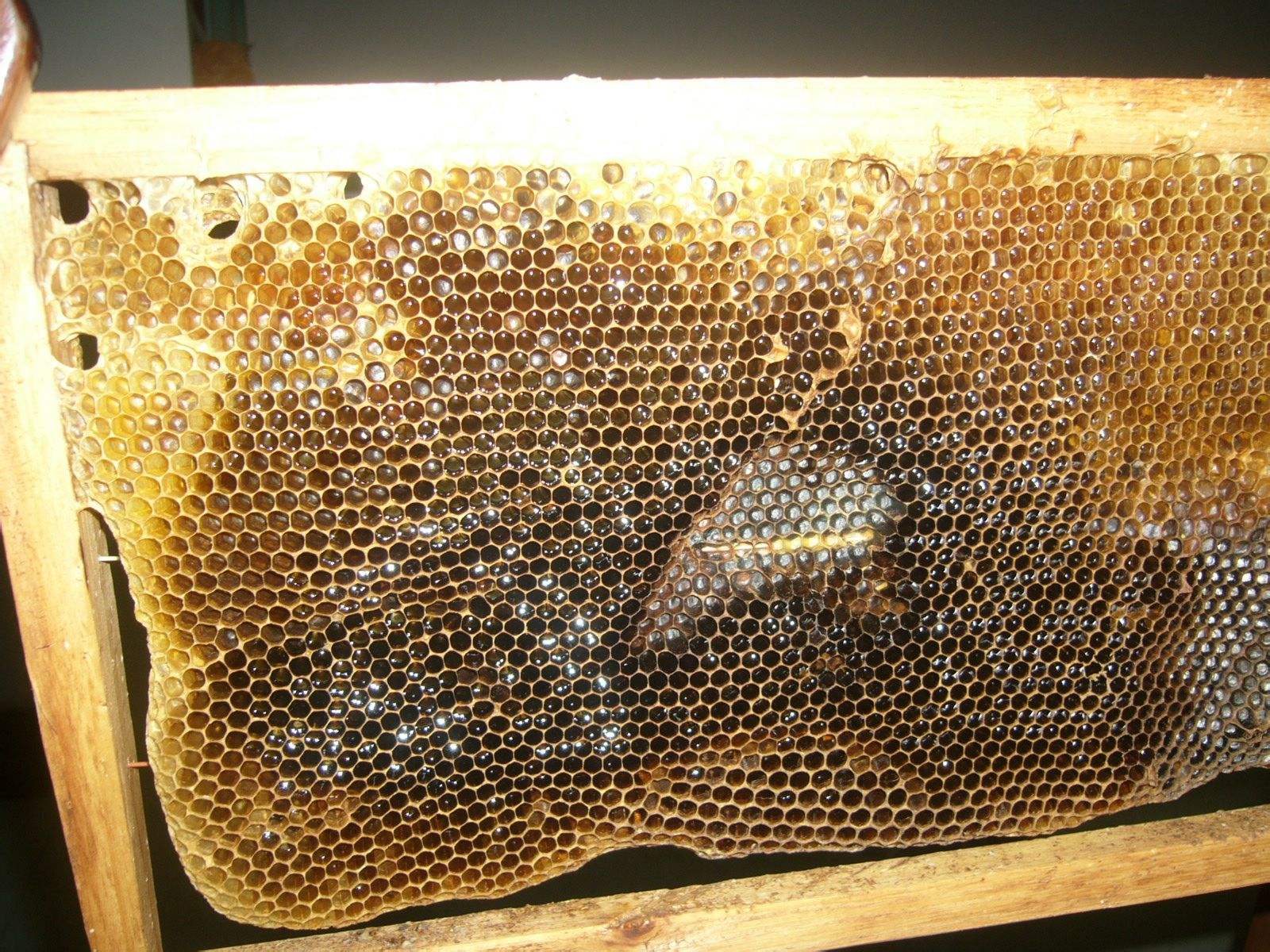 如何准确找到附近的野生蜜蜂窝?吸引蜜蜂养殖的方法是什么
