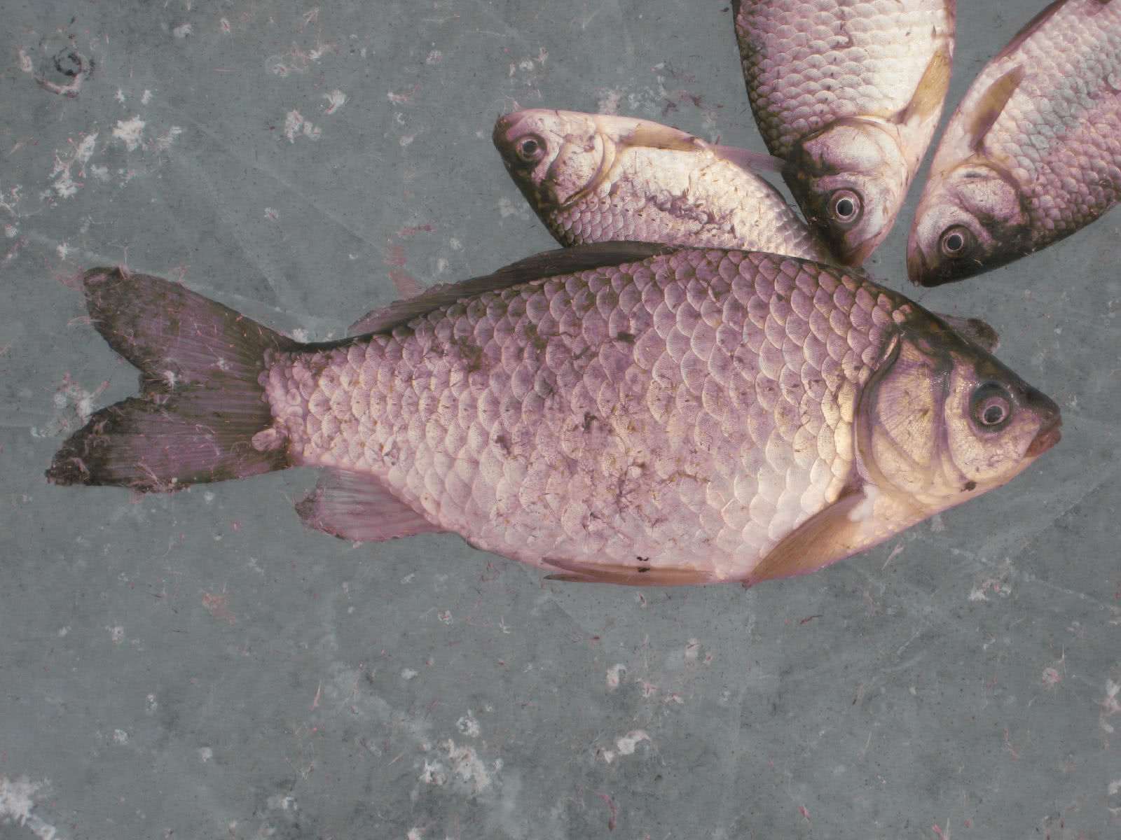 冰钓肥鲫,一条又一条拉得手软,晚上又有下酒菜了|鱼|下酒菜|冰眼_新浪