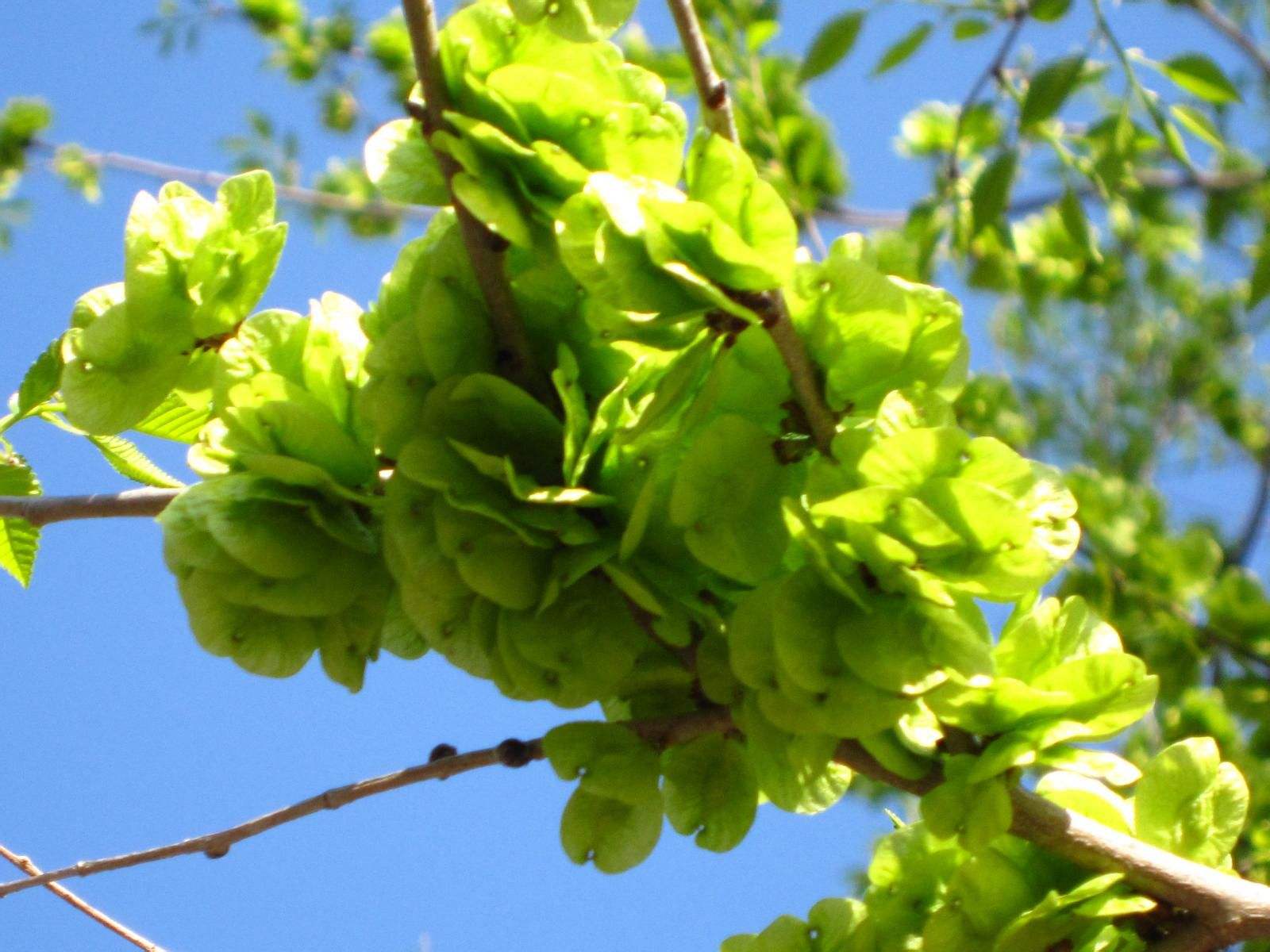 补铁是菠菜的10倍,西红柿的50倍,只需一洗一蒸,补铁效果满分