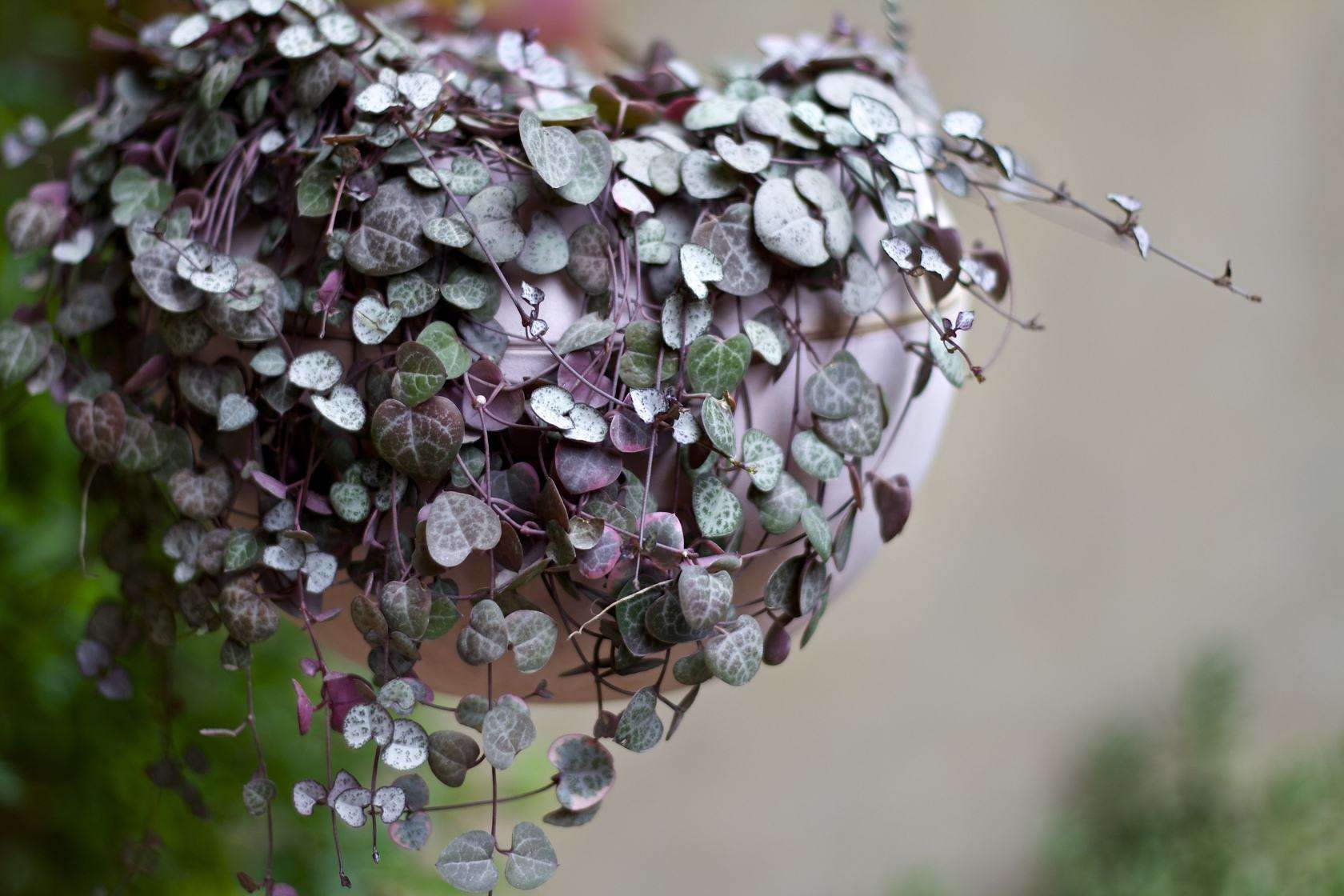 将这些东西扔盆里养花,再也没有养不好的植物!