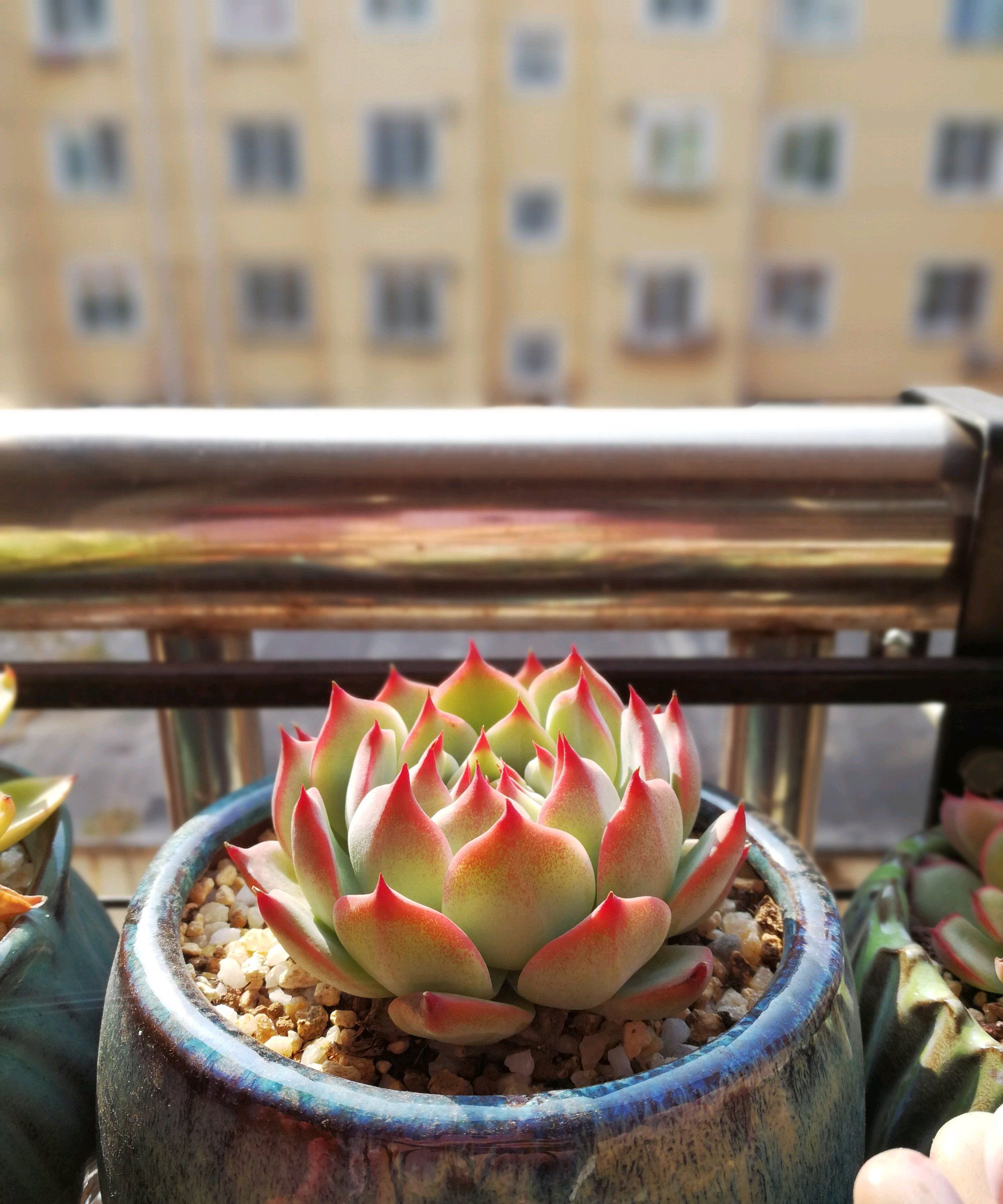 秋天养多肉,用好2个因素,助多肉"染色",长得矮胖又紧凑