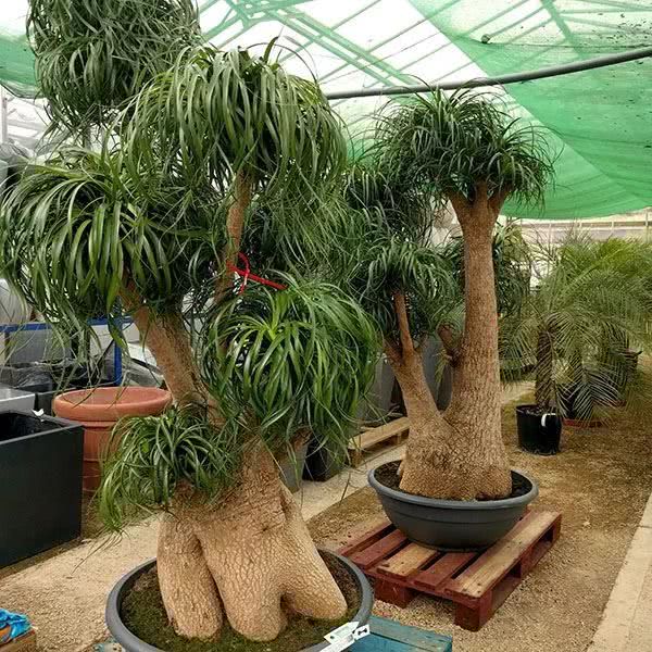 一,象腿树常见的几种大型盆栽绿植