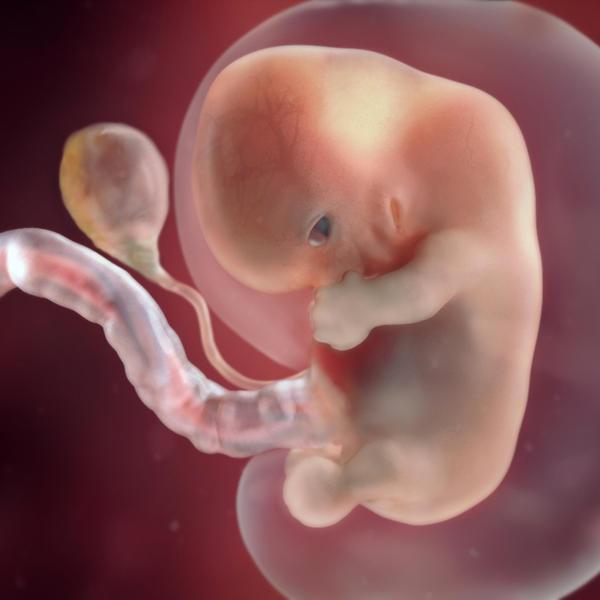 怀孕前三个月宝宝啥样每周b超图告诉你胎儿发育情况天然可爱