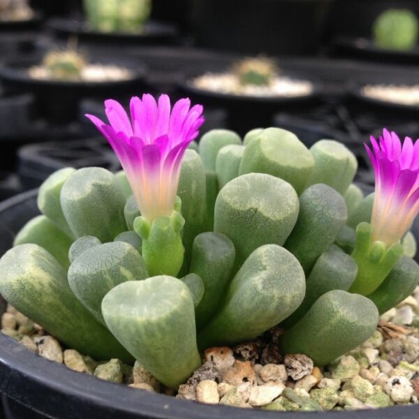 番杏科可不光只有生石花,比如它就是光玉属的多肉植物:光玉