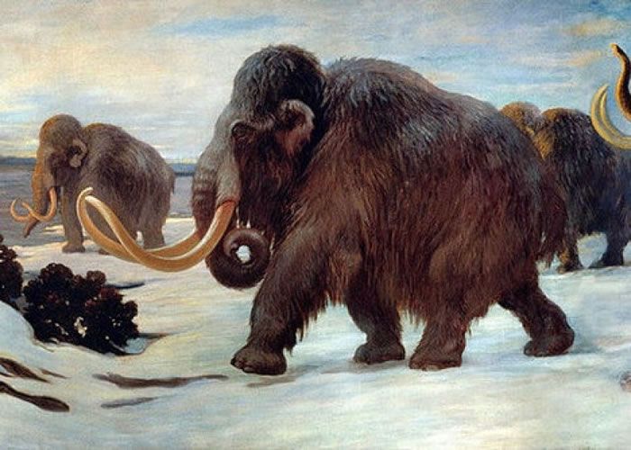 最新发现的乳齿象可能因此灭绝|乳齿象|猛犸象|灭绝_新浪新闻