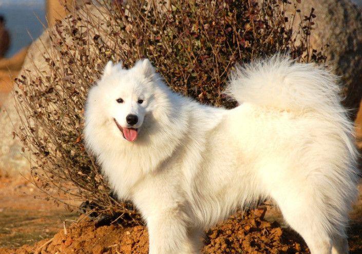 狗狗|边境牧羊犬|柯基_新浪新闻