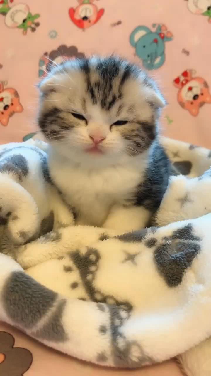 小猫咪困的睁不开眼睛,一看见好吃的,猫咪的反应瞬间亮了