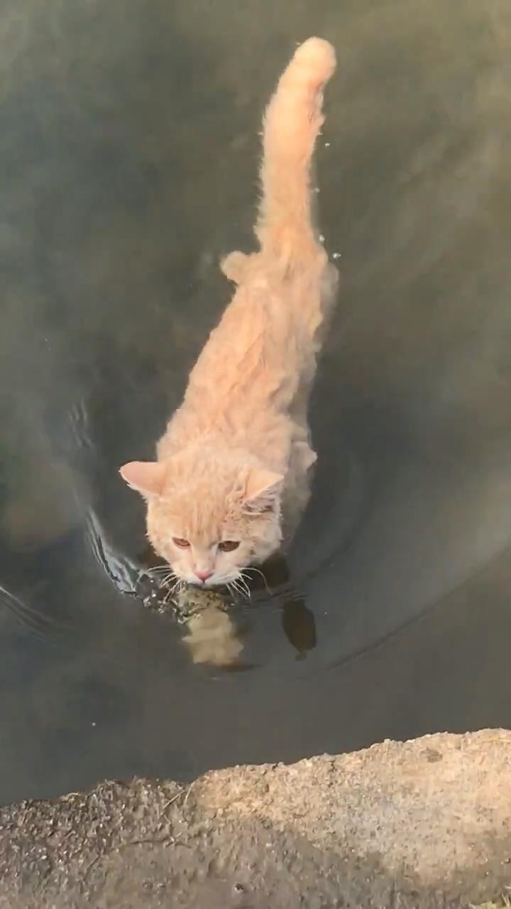 大橘猫爱游泳,游泳技术超一流,主人怀疑养了只假猫