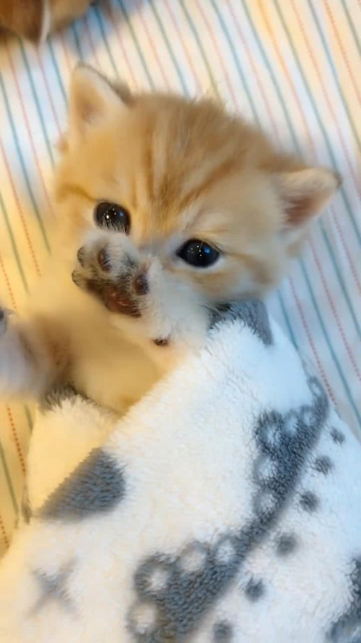 小奶猫睡醒了,萌萌样子好可爱,看一眼就被萌化了