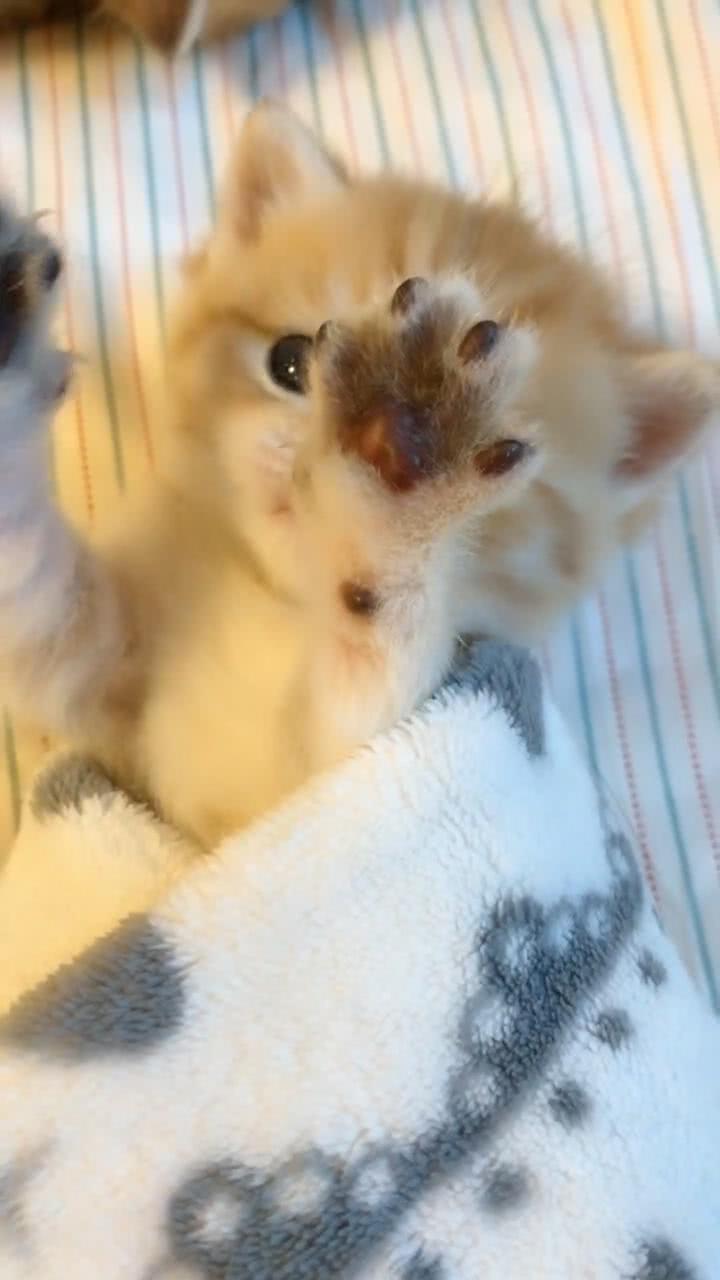 小奶猫睡醒了,萌萌样子好可爱,看一眼就被萌化了