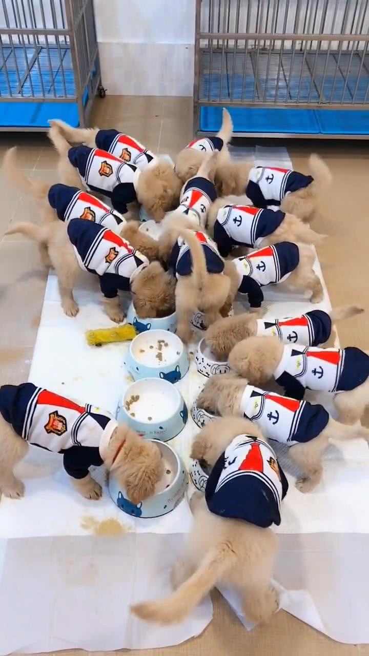 一群小金毛狗狗吃饭,场面乱作一团,网友:好嗨皮