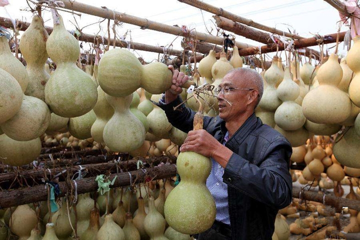 农民种植葫芦,不做蔬菜做玩具,亩赚三万